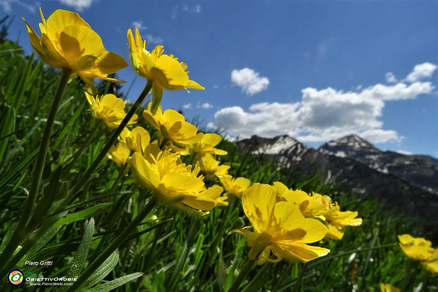 27 Fiori gialli con sullo sfondo il Monte Cavallo.JPG -                                